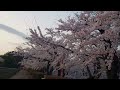 岩手県盛岡市 【高松の池 さくら風景】