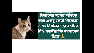 বিড়াল আঁচড়ে দিলে কী করবেন? জলাতঙ্ক থেকে বাচুঁন