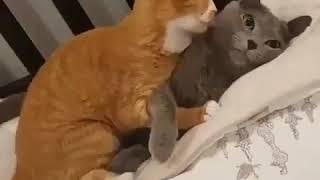 Cute cat couple doing romance😍😍😘