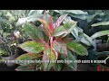 top 5 feng shui and lucky benefits of aglaonema plant