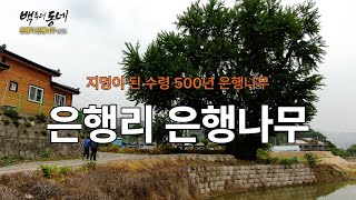 수령 500년, 지명이 된 은행나무(청주시 남일면) [EP.20-3 추억기행 백투더동네]