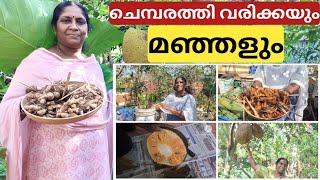 മഞ്ഞളിന്റെയും ചക്കയുടെയും വിളവെടുപ്പ് | Harvesting jackfruit \u0026 turmeric from chilli jasmine garden