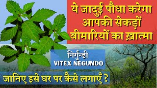 ये जादुई पौधा करेगा आपकी सेकड़ों बीमारियों का ख़ात्मा || Benefits of Nirgundi / Vitex Negundo Plant