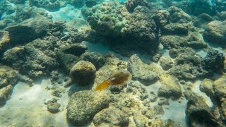 Best Snorkeling in Hawaii