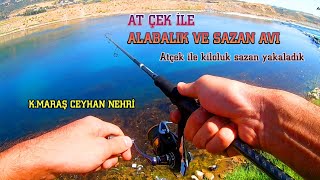 At çek ile alabalık ve sazan avı / At çek ile kiloluk sazan yakaladık. / Ceyhan Nehri Kahramanmaraş