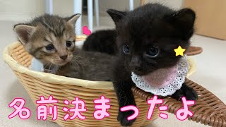 【野良猫】【出産】赤ちゃんの名前決めました☆【子猫】