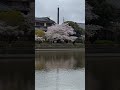 東金市八鶴湖のサクラ（遠景