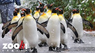 Zoo Zürich: Pinguinparade