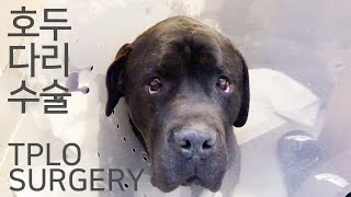 카네코르소 호두 TPLO 수술 (전방 십자인대 단절) Big Dog TPLO Surgery