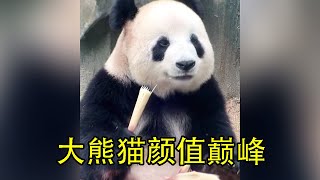 大熊猫飞云高清吃播，这已经是熊猫颜值巅峰了吧！#panda #大熊貓