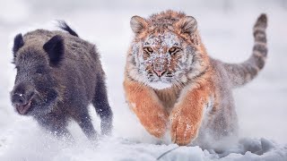 The Siberian Tiger: Fast and Dangerous Lord of the Taiga | The Biggest Feline in the Family