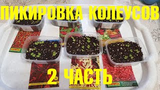 Пикировка колеусов