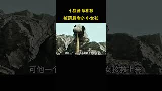 小猪舍命相救掉落悬崖的小女孩。