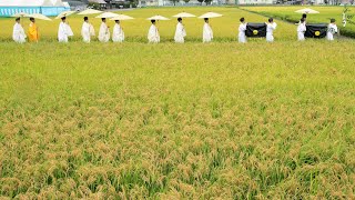 伊勢神宮で1200年以上続く神事「抜穂祭」　秋の実りに感謝捧げ