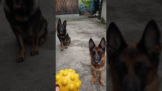 シェパード犬　いっしょに遊ぶのが可愛いすぎる大型犬#ボール遊び#屋根#キャッチャー#germanshepherd