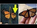 When She Found This Butterfly With A Broken Wing, A Woman Came Up With The Most Inspiring Solution