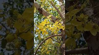 Grow Golden shower tree if you have a big garden | Cassia fistula | अमलतास