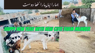 Happy New Year With New Cute Farm Member         ہمارا نیا پیارا ننھا دوست #calf #cutecalf #cowvlog