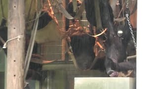 Meal time under rain!   雨の中の食事の時間！　Chimpanzee  Tama Zoological Park