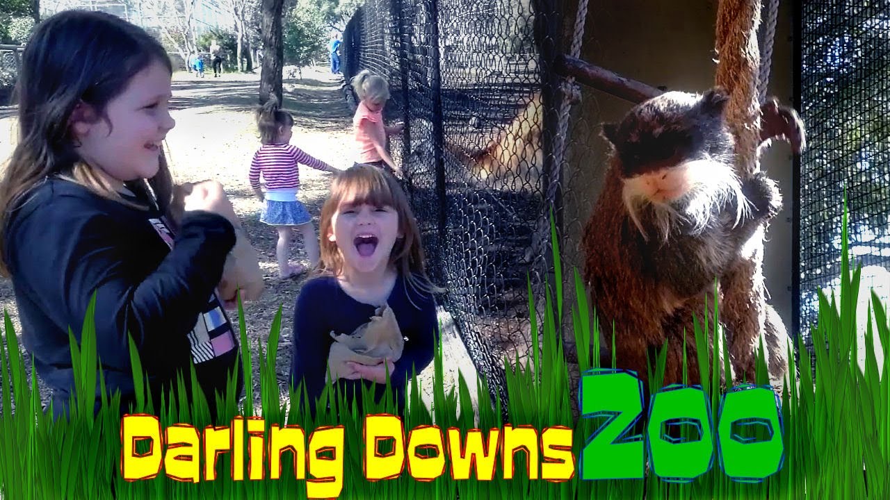 Visit To Darling Downs Zoo Youtube