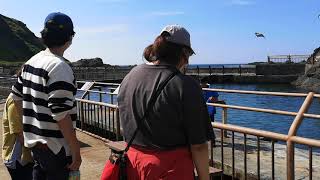 おたる水族館　アシカショー