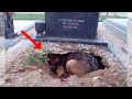 A dog hides in a stranger's grave. When police open the grave, they are paralyzed