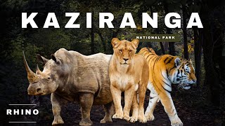 Kaziranga national park Assam | single horn rhino 🦏 | Asian elephant🐘 | kantara pig🐷| buffalo 🦬