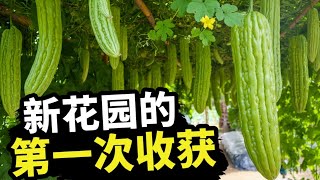 苦瓜收获的季节 - 大家快来跟我一起收菜吧！