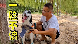 狗狗闯祸被主人责骂，看到二哈最后的骚操作后，主人：你赢了【马桶的逗比狗生】