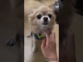 【チワワ】元気いっぱいなハッピーちゃん🐕