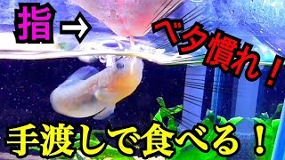 ベタ慣れの魚！手から餌を食べる！【25cm水槽】