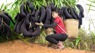 Rural Life | Harvesting Chinese Black Tamarind - Fruit used as a miracle cure for covid in china