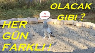 İLK TEKE UÇUAN KUŞ NELERİ YAPMALI ! NELERİ YAPMAMALI ? #pigeon #güvercin #oyunkuşu #tauben