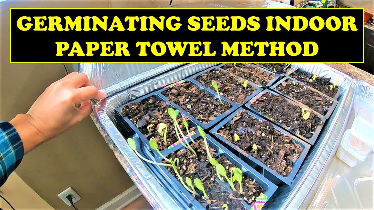 GERMINATING SEEDS INDOOR USING PAPER TOWEL METHOD - YouTube