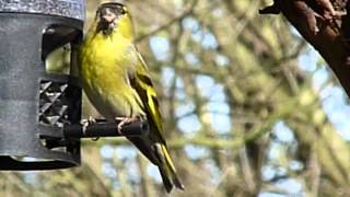 Carduelis spinus / Eurasian siskin / Sijs / Tarin des aulnes / Erlenzeisig /Czyż zwyczajny