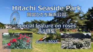 Hitachi Seaside Park (国営ひたち海浜公園) special feature on roses (バラ特集) Jun 4, 2022 Japan　薔薇