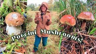 Hunting Porcini Mushrooms - Boletus Edulis on the Oregon Coast