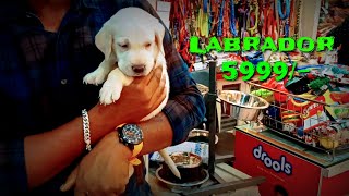 Low price excellent quality Labrador dog 🐕 in Bhubaneswar Odisha || Speed prabhat vlog..🙏