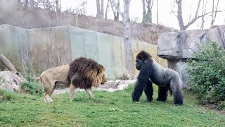 Lion VS Gorilla Encounter at Zoo! - Blondi Foks