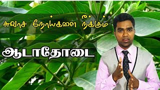 சுவாச நோய்களை நீக்கும் ஆடாதோடை மூலிகை | Medicinal use of adhatoda