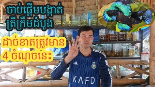 4ចំណុចសំខាន់ៗដែលត្រូវមាន សម្រាប់អ្នកចង់ចាប់ផ្តើមបង្កាត់ត្រក្រឹមដំបូង