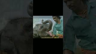 the elephant whisper इसको "oscar" क्यों मिला🤔🔥🔥😱:-tarun thinking