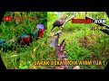 BERBURU ayam hutan tekukur || nyanggong jarak dekat poin ayam tua !!