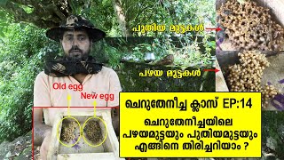 ചെറുതേനീച്ച ക്ലാസ്EP14|Cherutheneecha Class 14| ചെറുതേനീച്ച പഴയമുട്ടയും പുതിയ മുട്ടയും എങ്ങിനെഅറിയാം