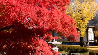 紅葉の上田城跡公園・2013