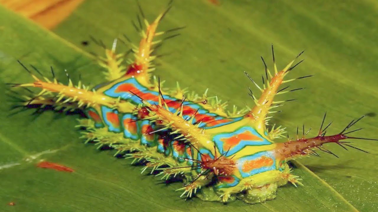 15 Most Dangerous Insects In The World - YouTube