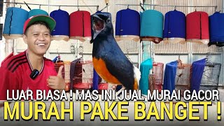 KETEMU LAGI ! PENJUAL MODEL BEGINI MURAI GACORAN GRATIS TIS ONGKOS KIRIM DAN SANGKAR BURUNG