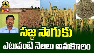 సజ్జ సాగుకు ఎంటువంటి నెలలు అనుకూలం : Sajja Cultivation | Bajra Cultivation Information | Sakshi