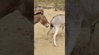 Brown Donkey Watar #aniamls #ytshorts #viralvideo #pets