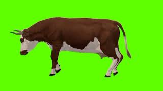 Green screen cow video | cow attack green screen